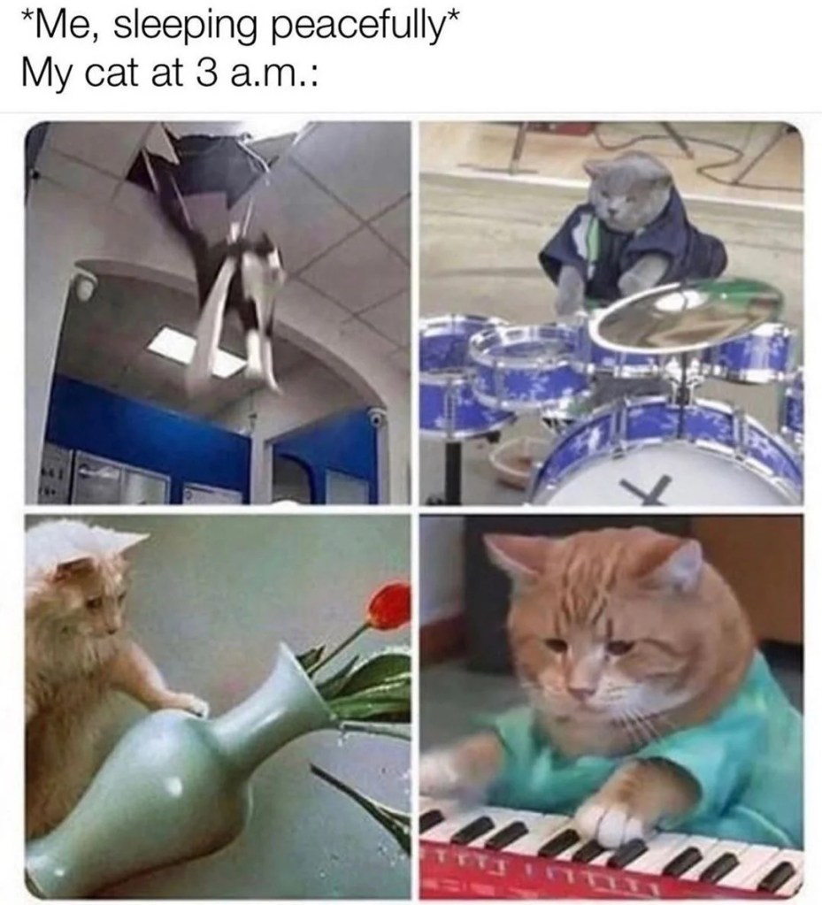 Four cats making lots of noise with musical instruments and other items. 