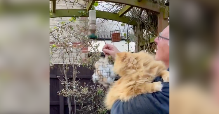 cat near bird feeder