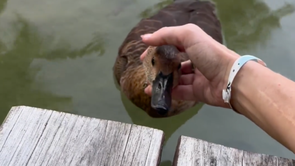 duck rescue