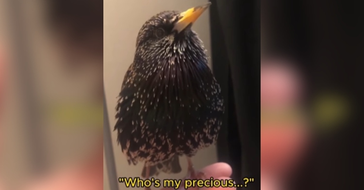 Close up of a European starling resting on a human's hand. Text on the image indicates the bird talking: Who's my precious?