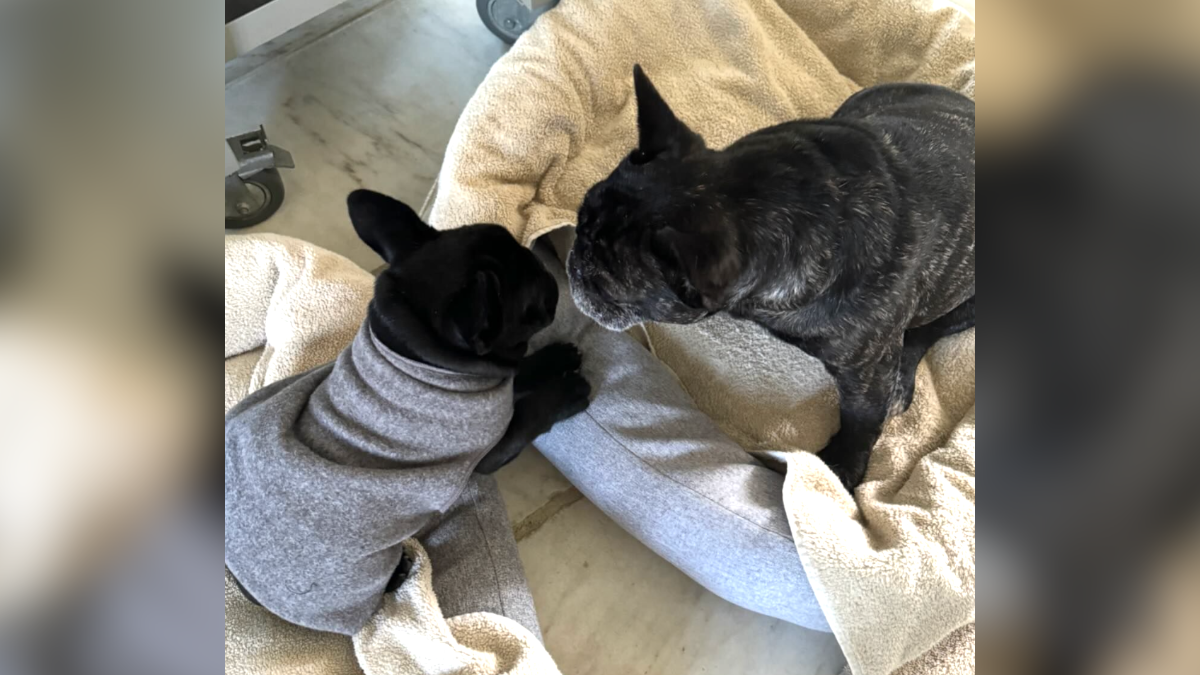 Martha stewart hot sale french bulldog