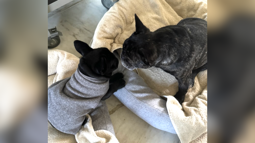 frenchies kissing