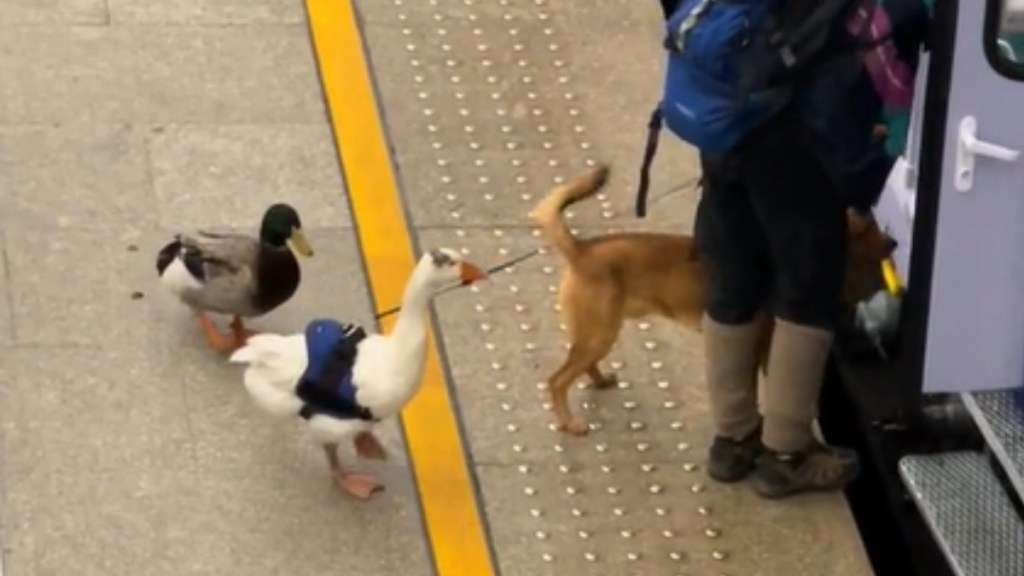 Close up of a duck, goose, and dog standing with a man as they start to board a train together.