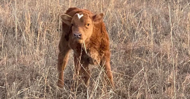 A cute little calf with a heart shape on her forehead.