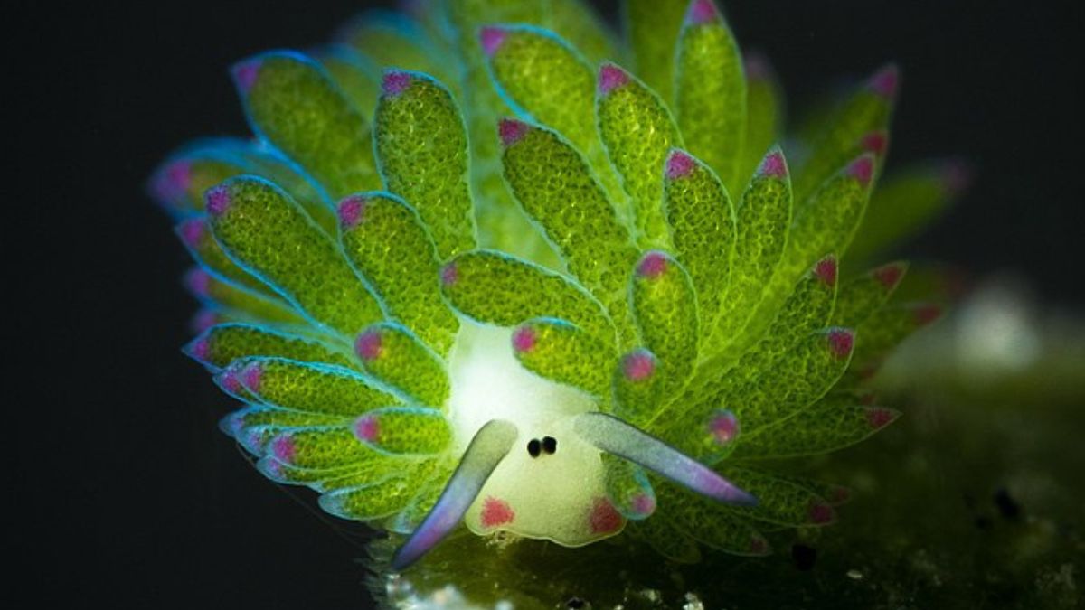 Meet The Leaf Sheep, The Absolute Cutest Slug On Earth