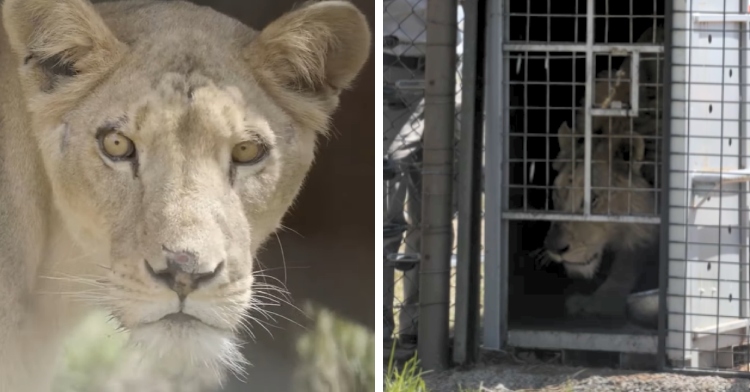 A two-photo collage. The first shows a close up of a lion looking into the camera. The second image shows a lion sitting in a cage as the gate opens up to release him.
