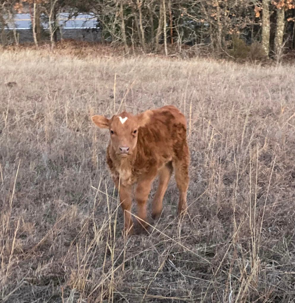 A baby calf with a heart-shaped spot on her head. 