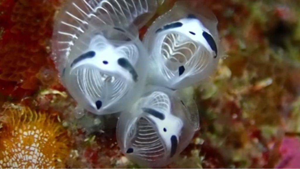 An underwater cluster of sea squirts that look like skeleton pandas.
