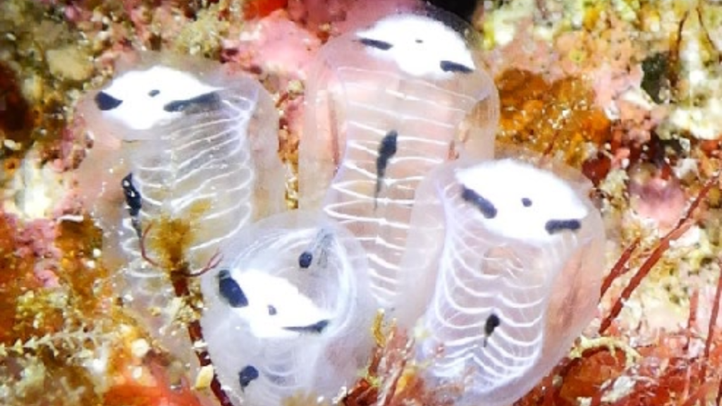 An underwater cluster of sea squirts that look like skeleton pandas.