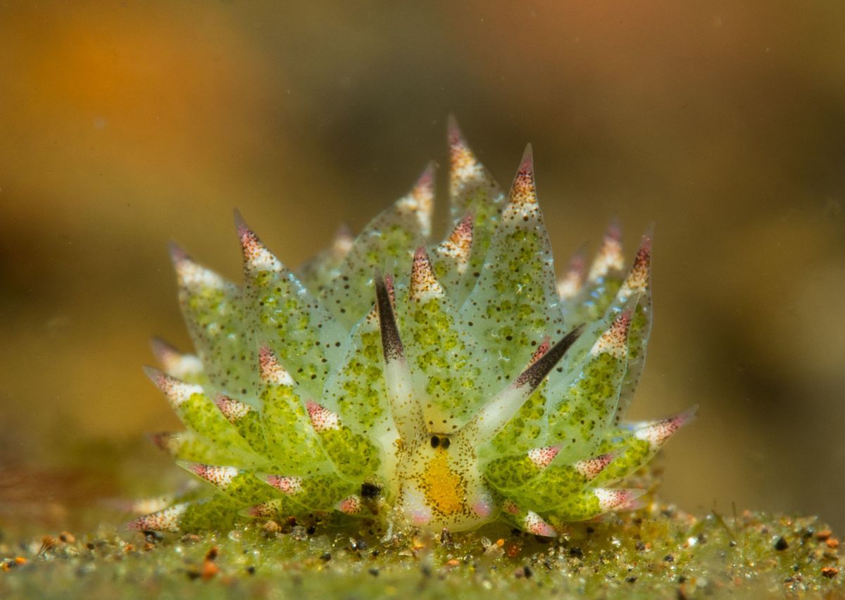 Meet The Leaf Sheep, The Absolute Cutest Slug On Earth