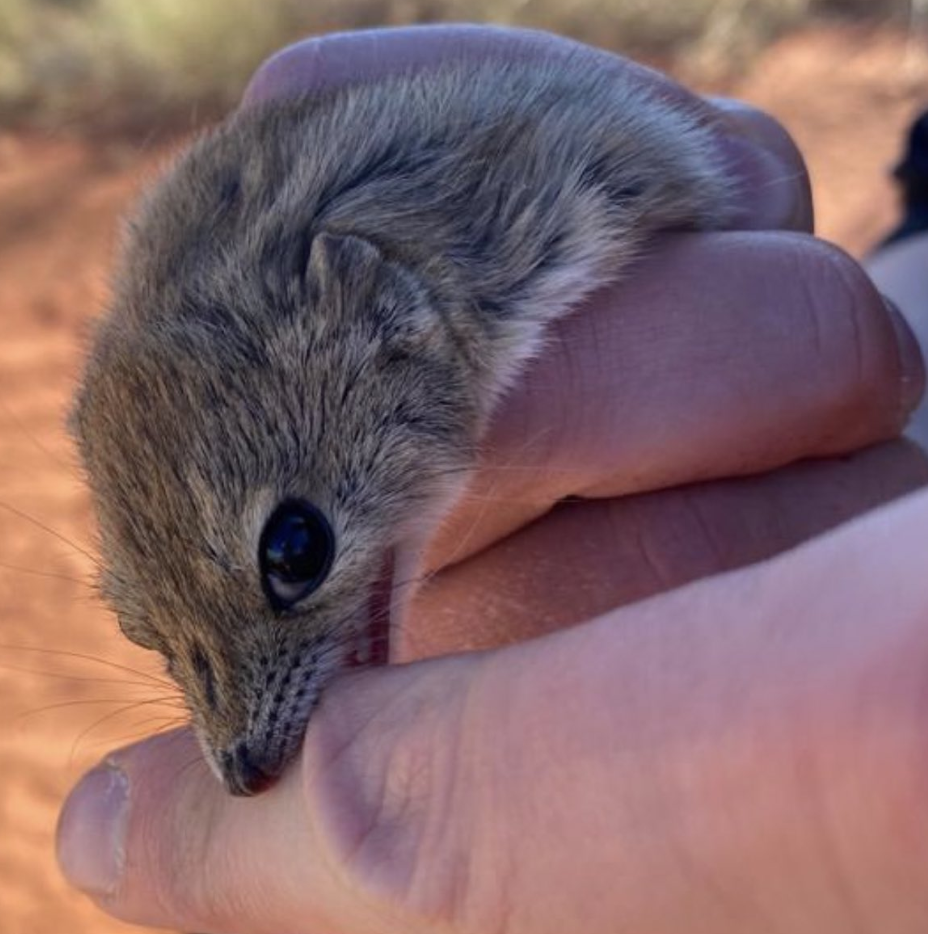 small rodent biting