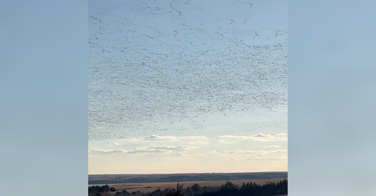 snow geese migration picture