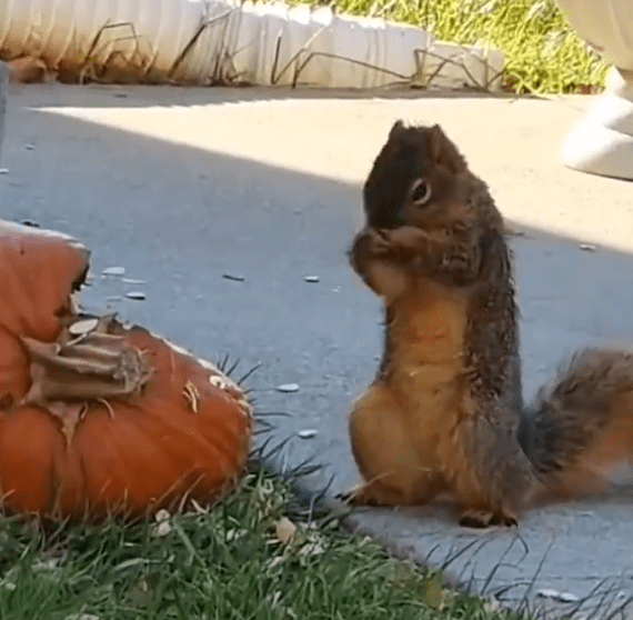 squirrel near pumpkin looking evil