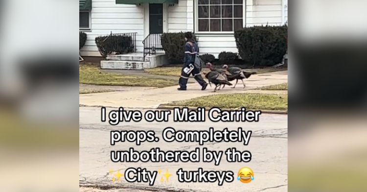 Turkeys follow a mail carrier along their route.