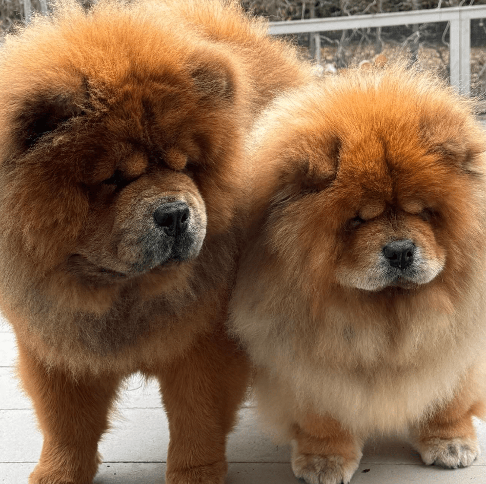 two chow chows