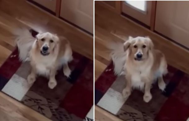 Howling Golden Retriever Realizes He Wasn't Left Home Alone – InspireMore