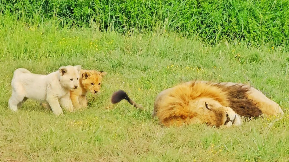 Lion Cubs Won't Stop Interrupting Dad's Nap In Adorable Video – InspireMore