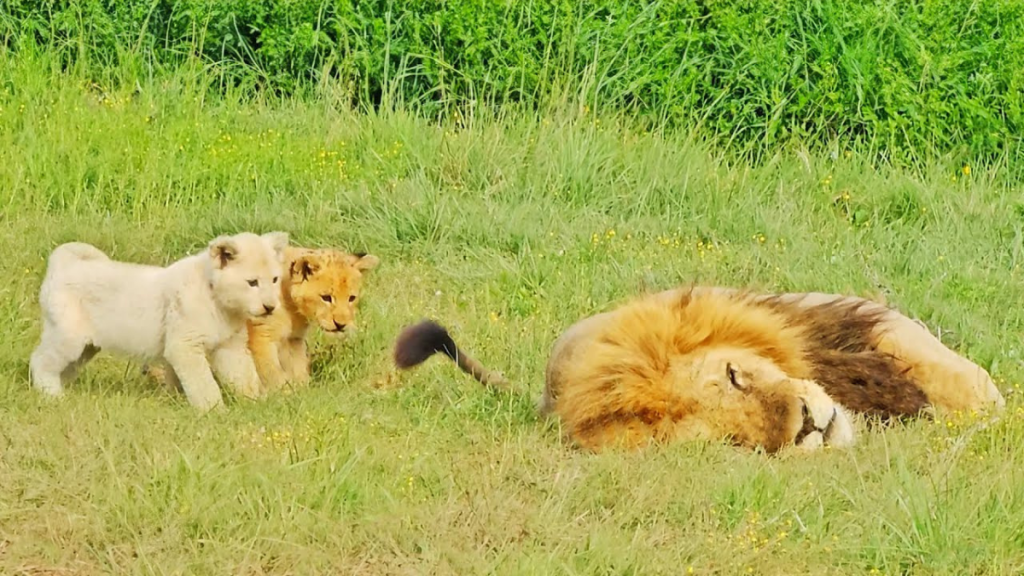 Two lions getting playful while their dad is trying to take a nap.