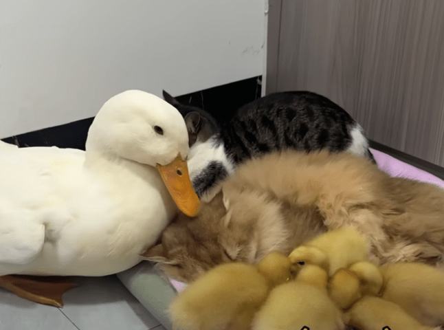 Daily Dose Of Adorable: Cats, Ducks, And Ducklings Snuggle Up For ...