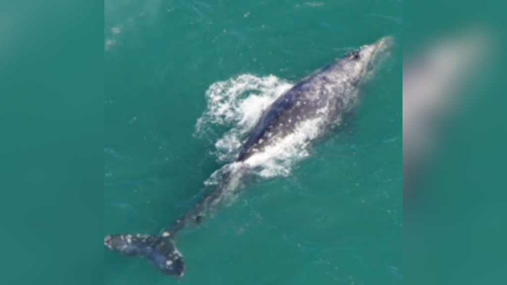 gray whale in the water