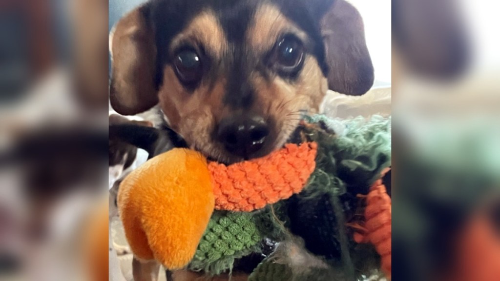 Close up of Tango, eyes wide as he holds a toy in his mouth.