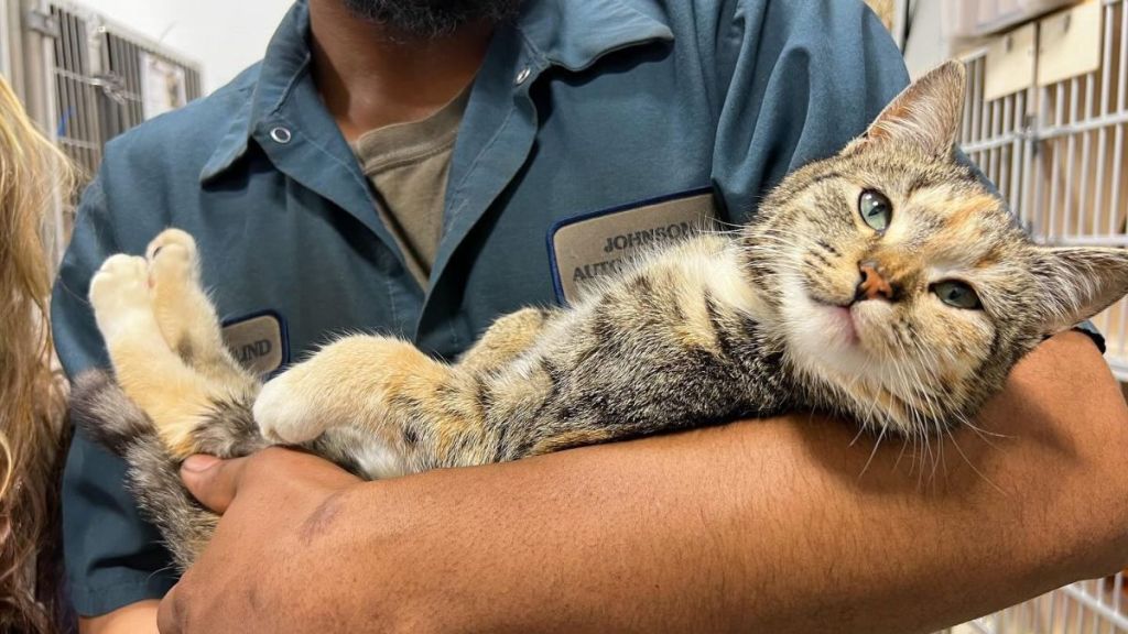 An employee cradles a rescued cat.