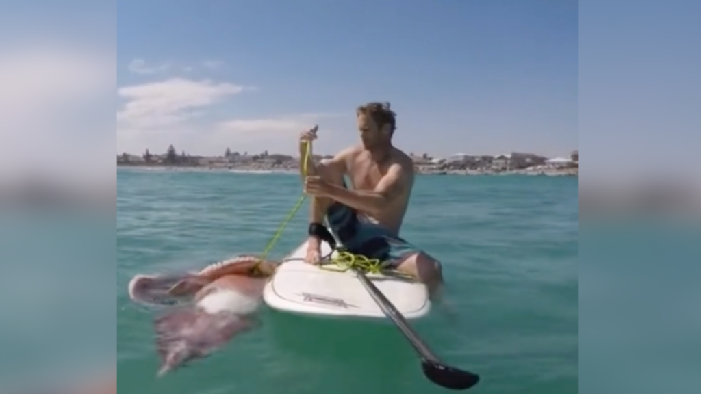 man on surfboard with giant squid