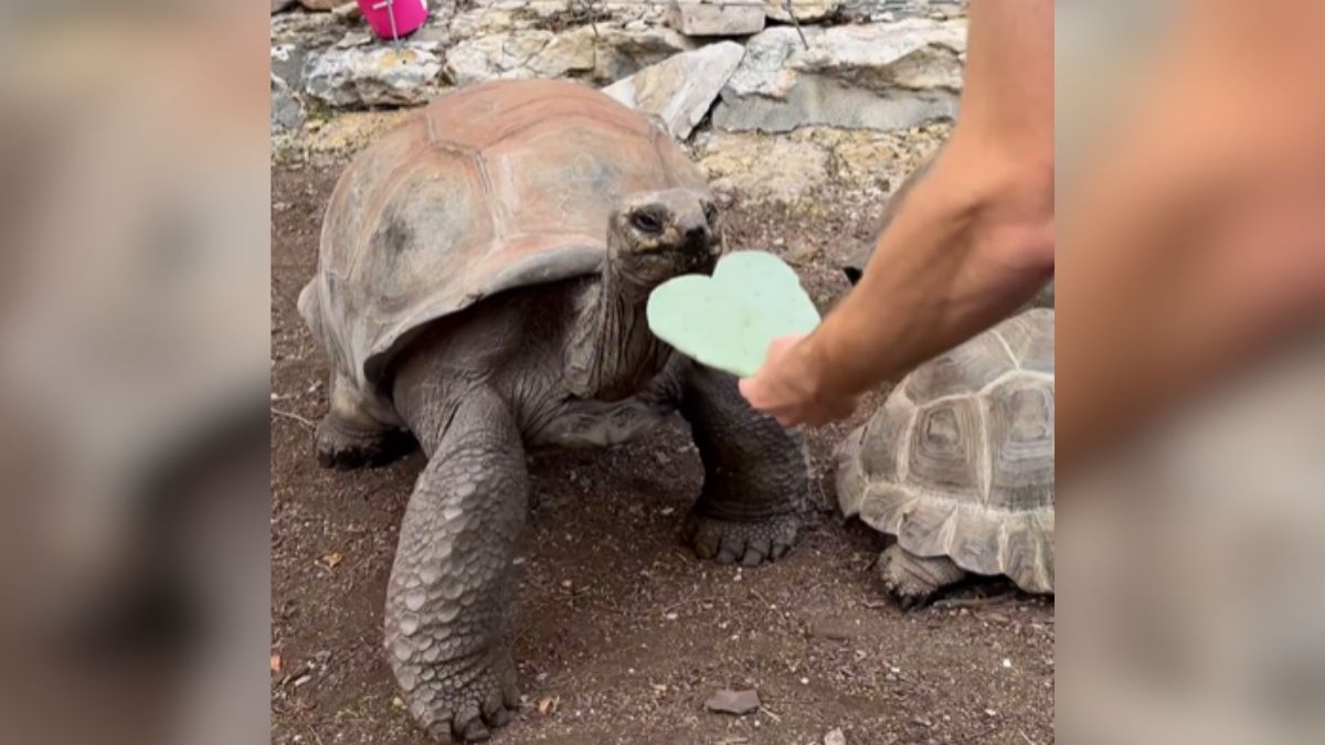 Giant Tortoise Chows Down On Heart-Shaped Cactus Pad