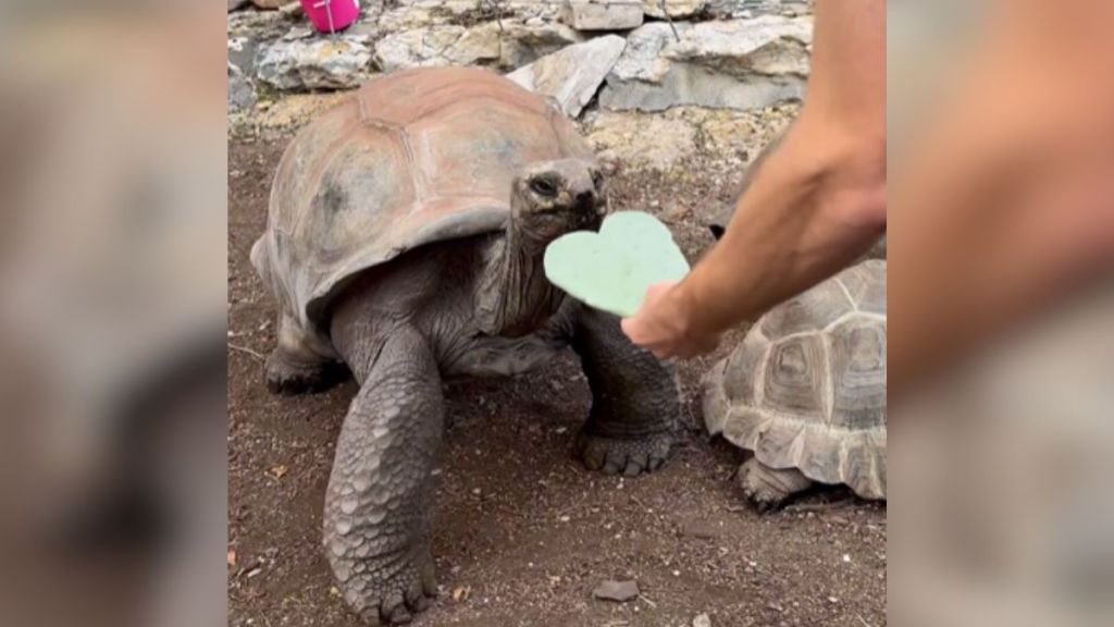 A tortoise at the zoo eating a heart-shaped piece of cactus.