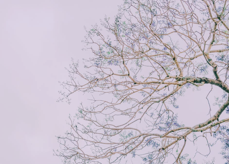 tree with branches