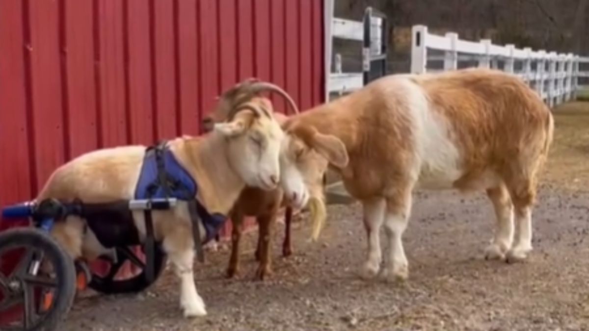 Sweet Footage Shows Amputee Goat In Wheelchair's Bond With Her Parents