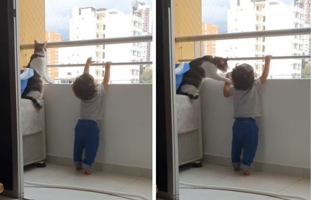 Protective Cat Prevents Baby From Trying To Climb Balcony