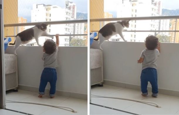 Protective Cat Prevents Baby From Trying To Climb Balcony