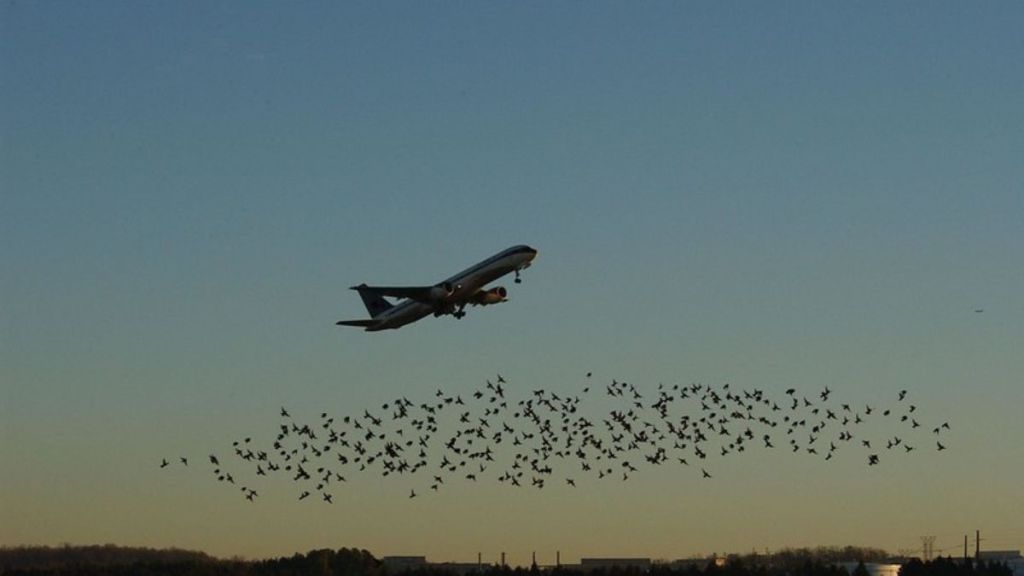 Image shows an airplane taking off with a flock of migratory birds flying near it.