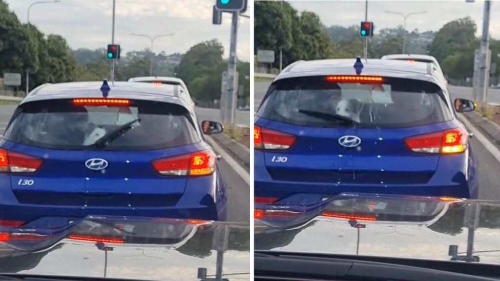 Image shows a dog chasing the rear windshield wiper while in a car.