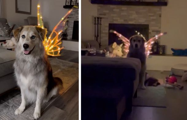 Golden Retriever Gets Butterfly Wings — Her Reaction Is Precious ...