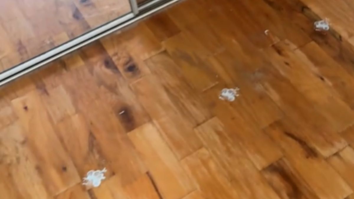 New Homeowners Find Painted Paw Prints On The Floor