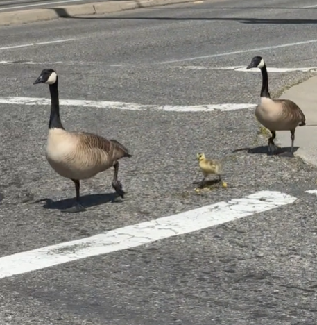 Cars Stop At Green Light To Let Geese Cross The Road