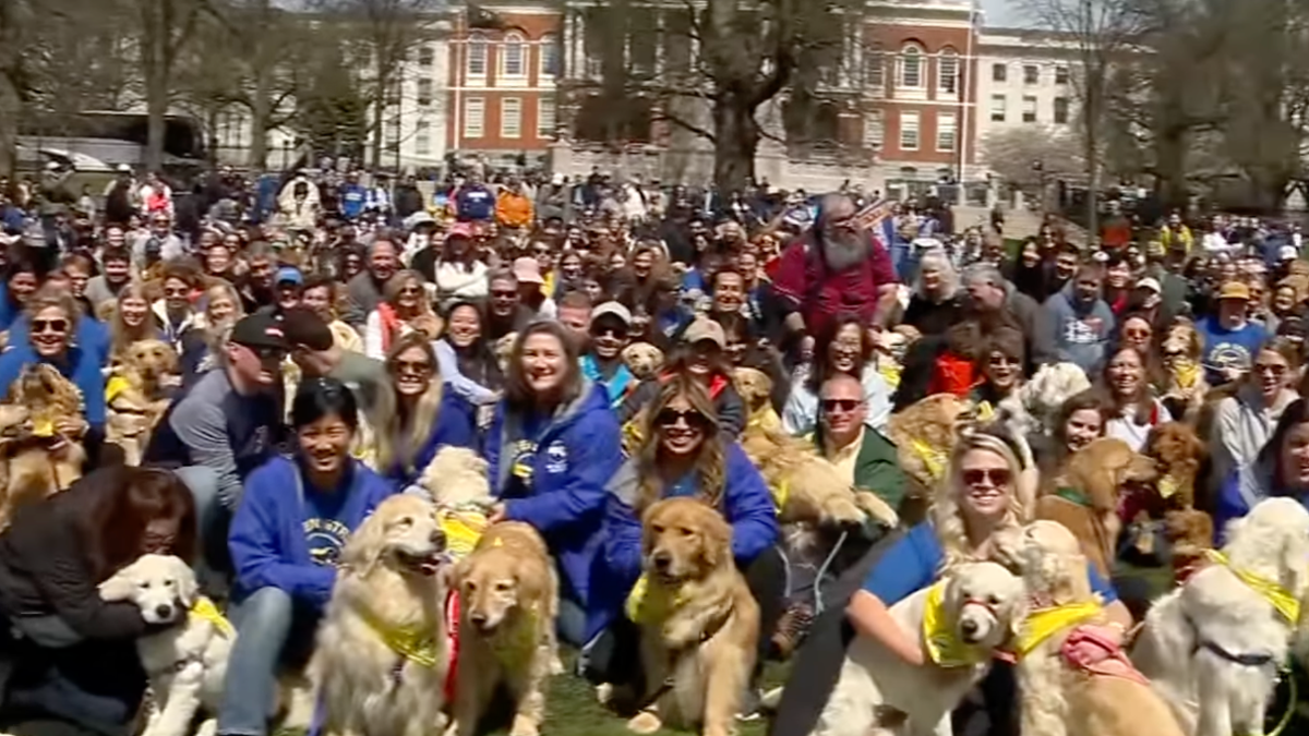 Hundreds Of Golden Retrievers Gather Ahead Of Boston Marathon