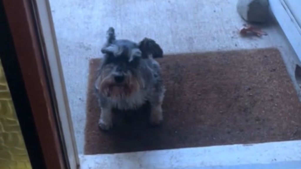 A small grey dog sitting on the welcome mat outside the door.