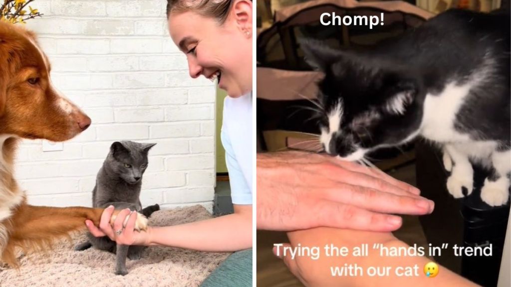 Left image shows a woman and her dof doing the All Hands In trend with the cat. Right image shows a cat not interested in playing and biting the Dad's hand.