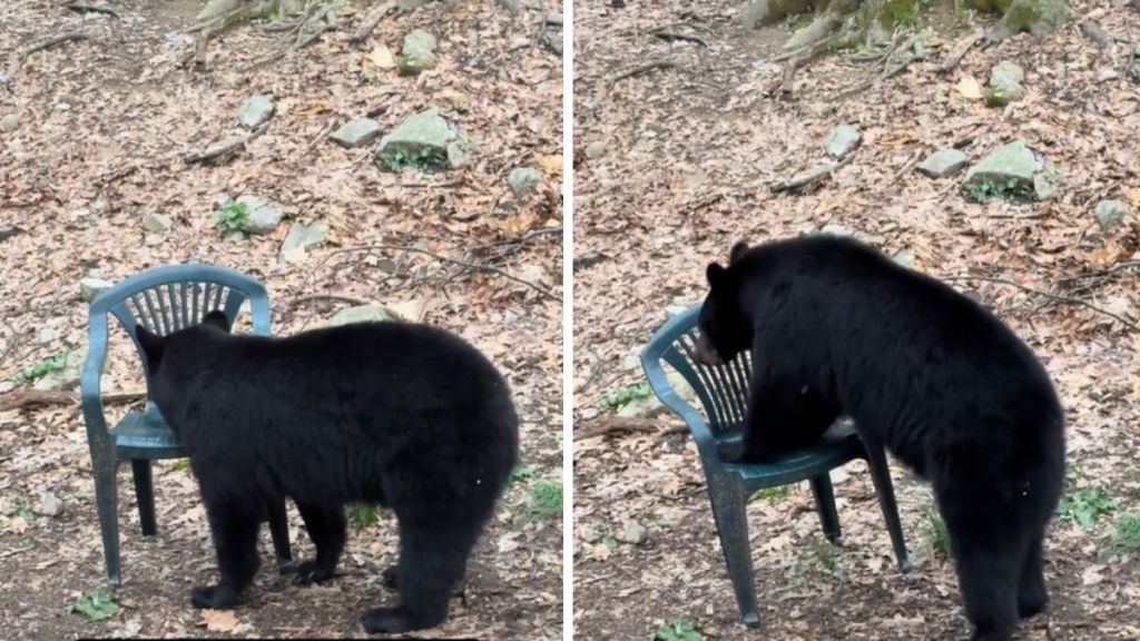 Images show a black bear exploring a green plastic chair in a backyard.