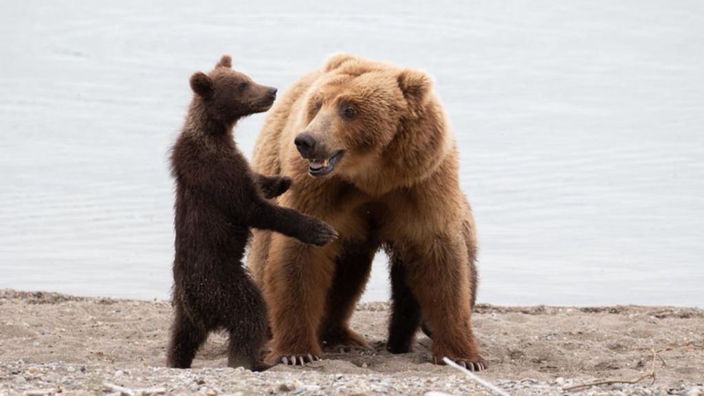 Image shows a stock image of a mother Kodiak bear with her cub on a beach
