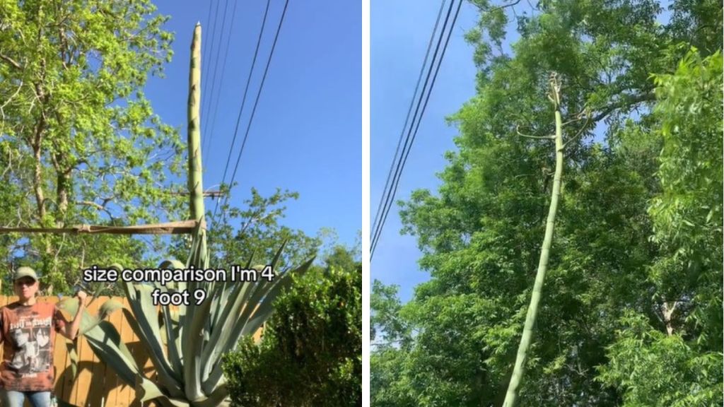 Left image shows plant owner standing next the century plant to show its size. Right image shows how close the bloom is to the overhead power lines.