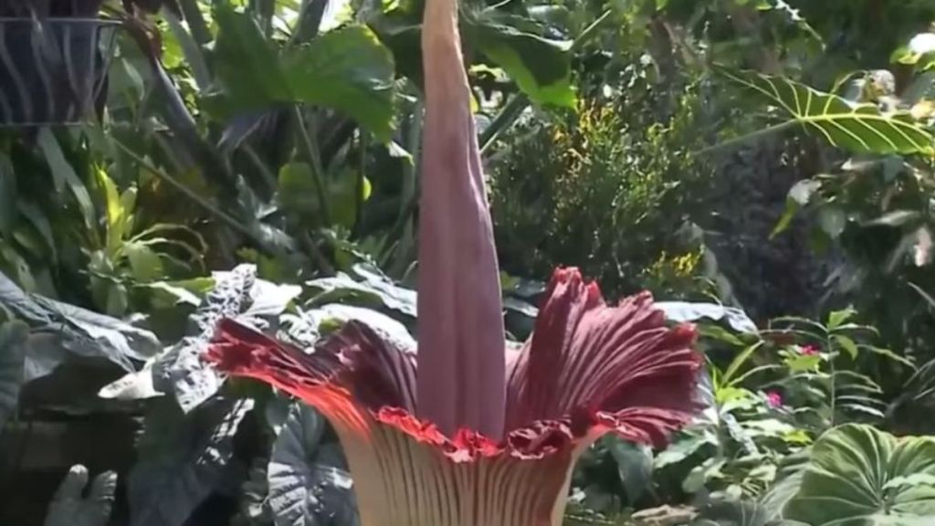 Image shows a rare corpse flower in bloom in Milwaukee, Wisconsin at Mitchell Park Domes.