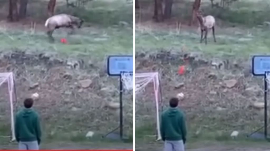 Left image shows an elk playfully kicking a socer ball. Right image shows the ball rolling down a hill toward a teenager.