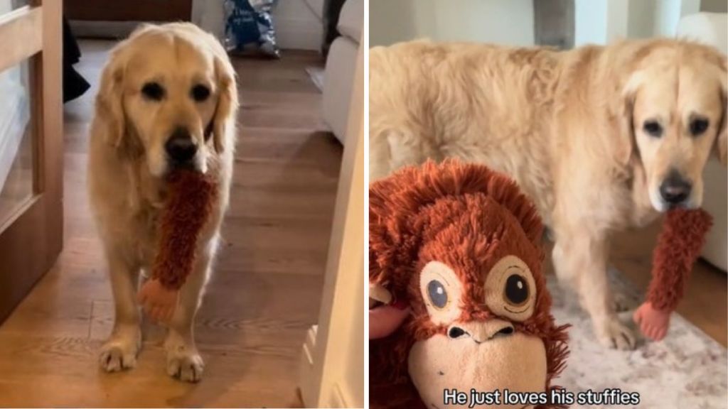 Left image shows a dog sadly holding the severed arm of his favorite stuffed toy. Right image shows the Mom holding up the battered monkey missing one arm.