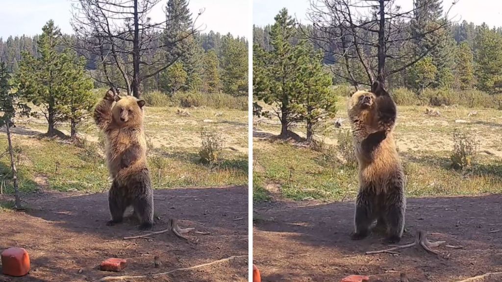 Images show a grizzly bear cub using a small tree as a back scratcher.