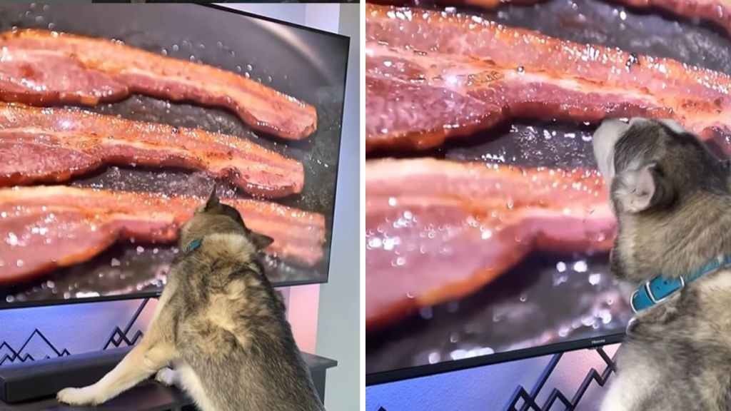 Images show a husky licking sizzling bacon on a TV screen.