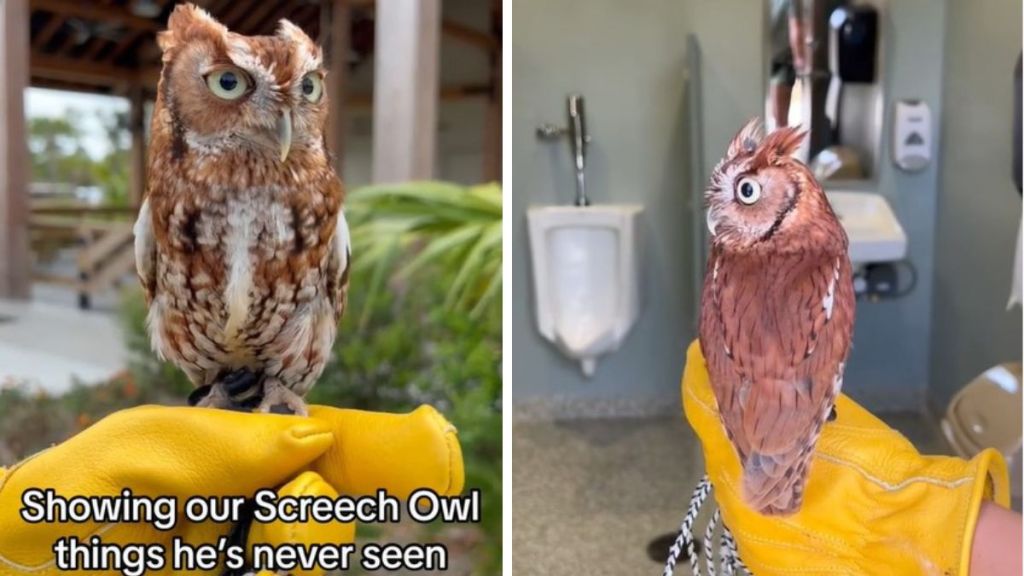 Left image shows a front facing screech owl with the words "Showing our screech owl things he's never seen." Right image shows a screech owl being shown a men's bathroom and turning his head to avoid looking.